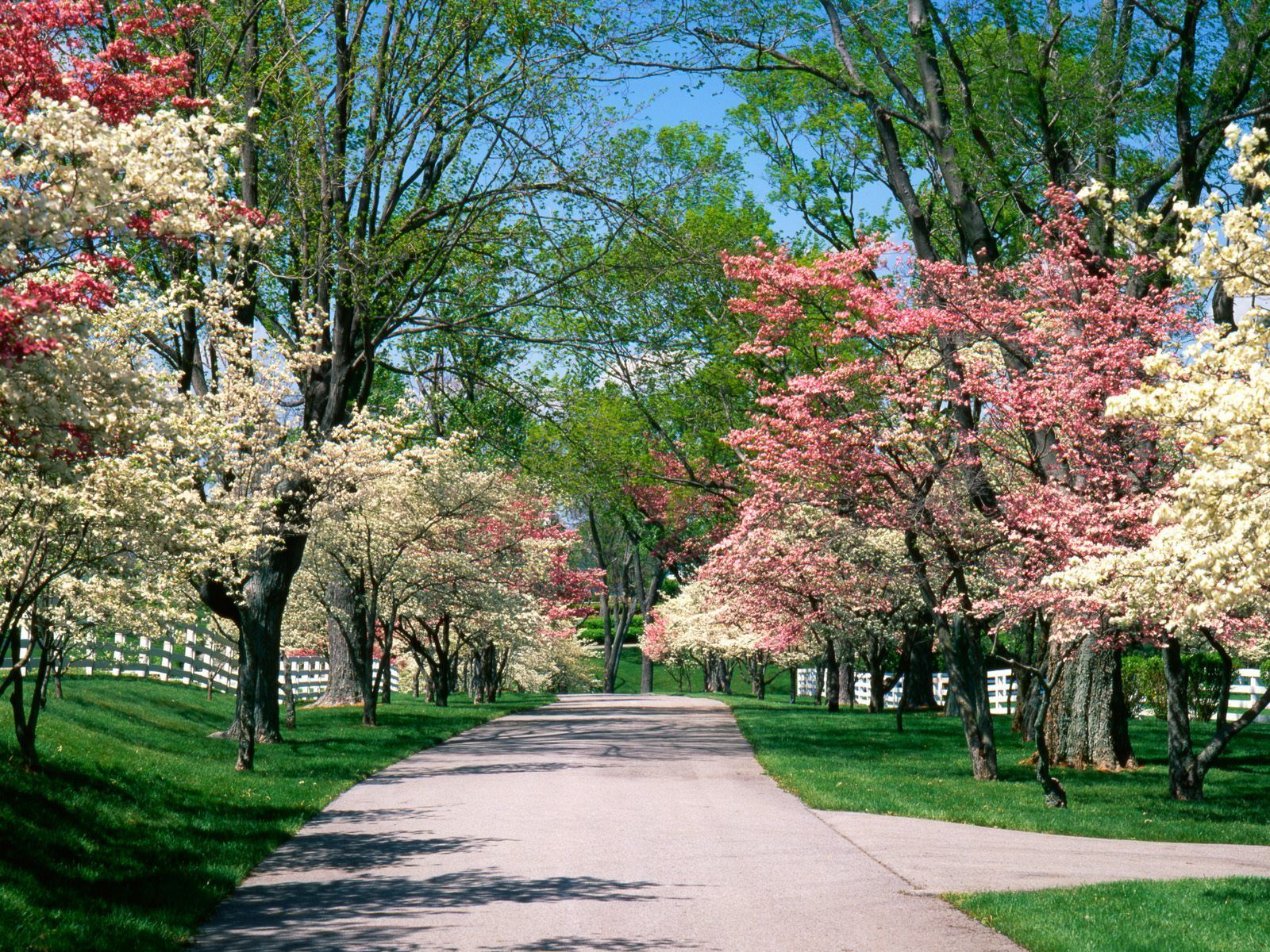 پروفایل دخترانه درختان سفید صورتی بهاری در پارک 2023