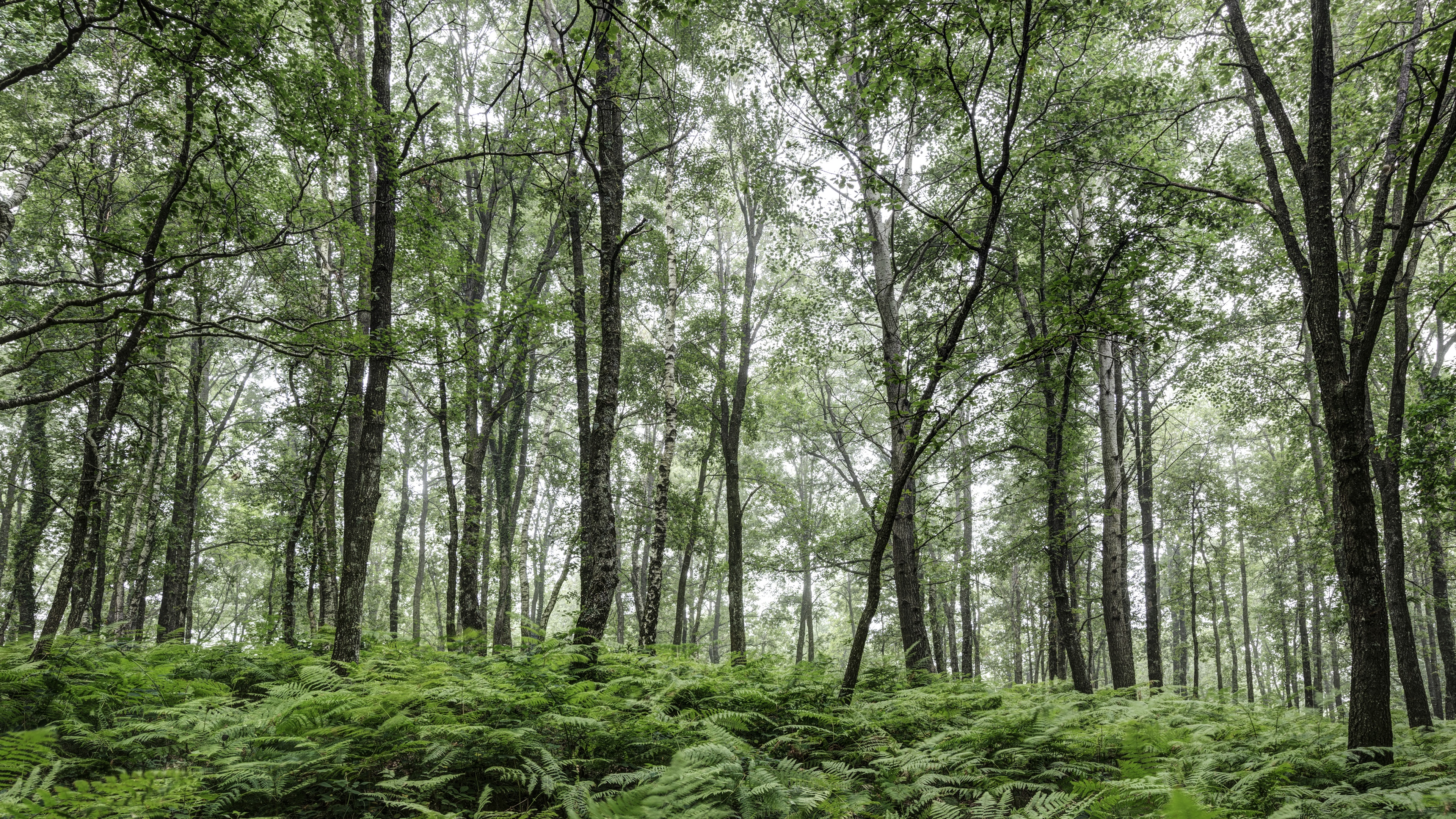 عکس واقعی جنگل سبز زیبا مناسب پست و استوری اینستاگرام