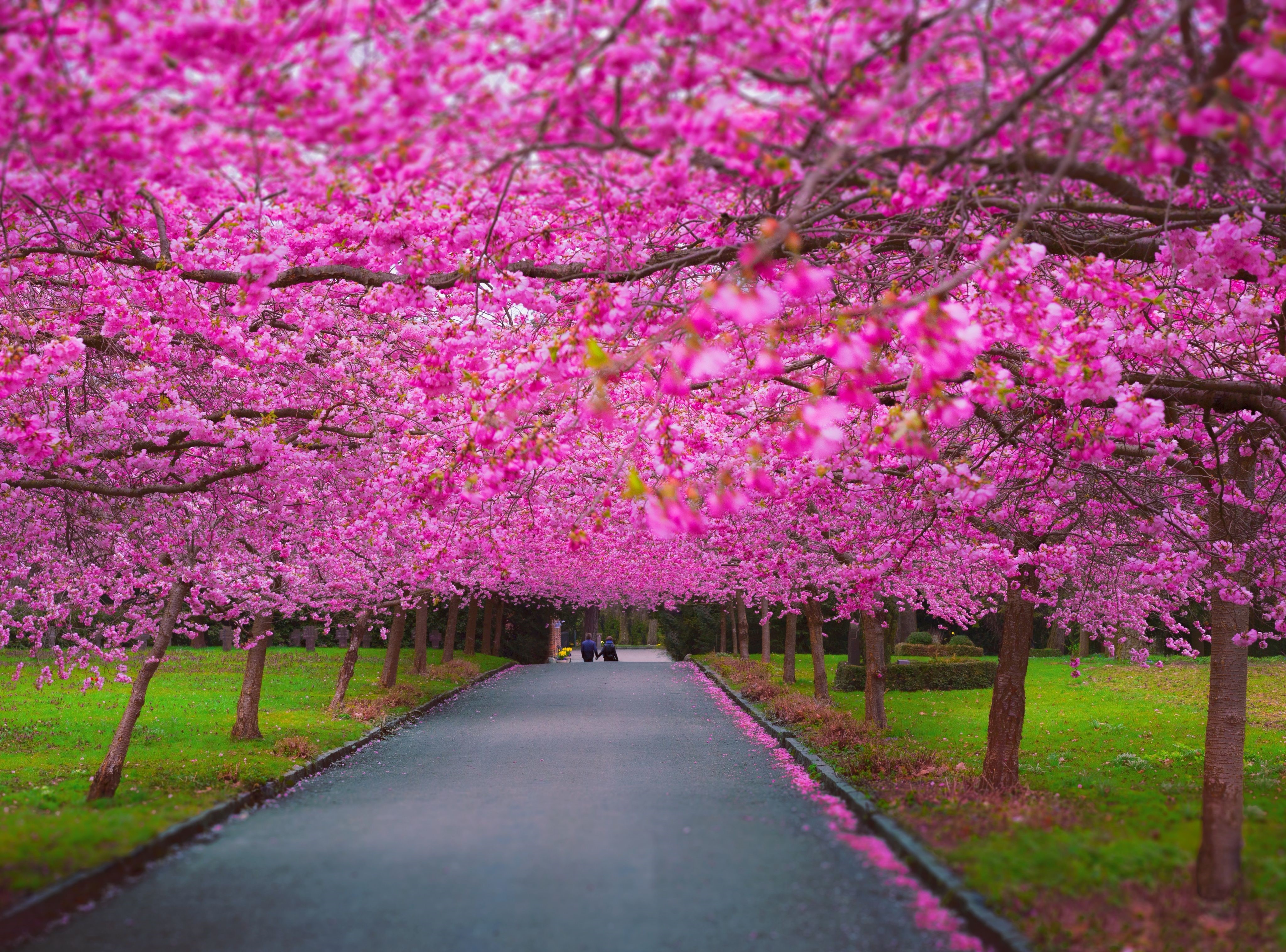 پروفایل عاشقانه طبیعت بهار با شکوفه های صورتی زیبا
