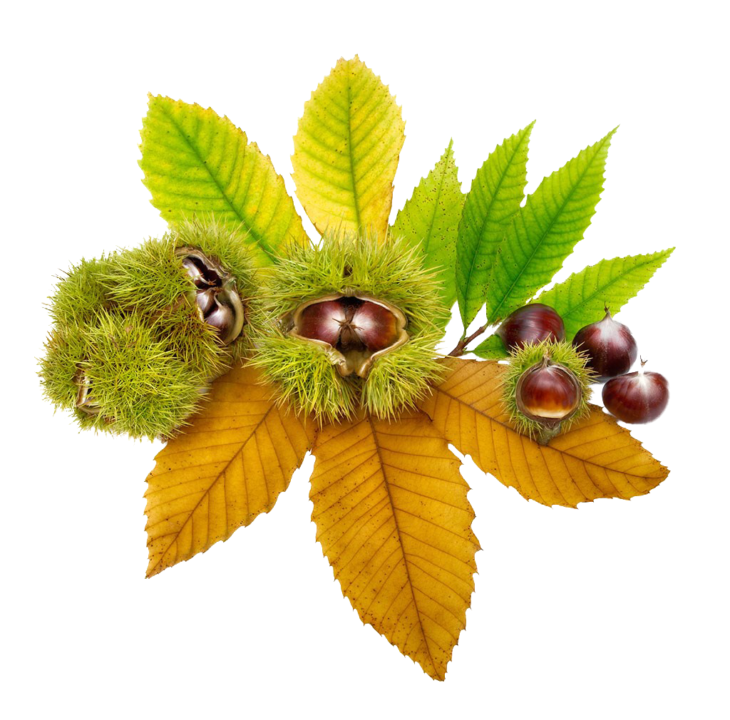تصویر میوه بلوط و برگ های آن به صورت PNG