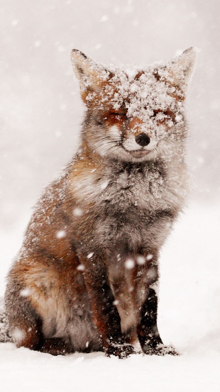 عکس از بارش برف بر سر روباه
