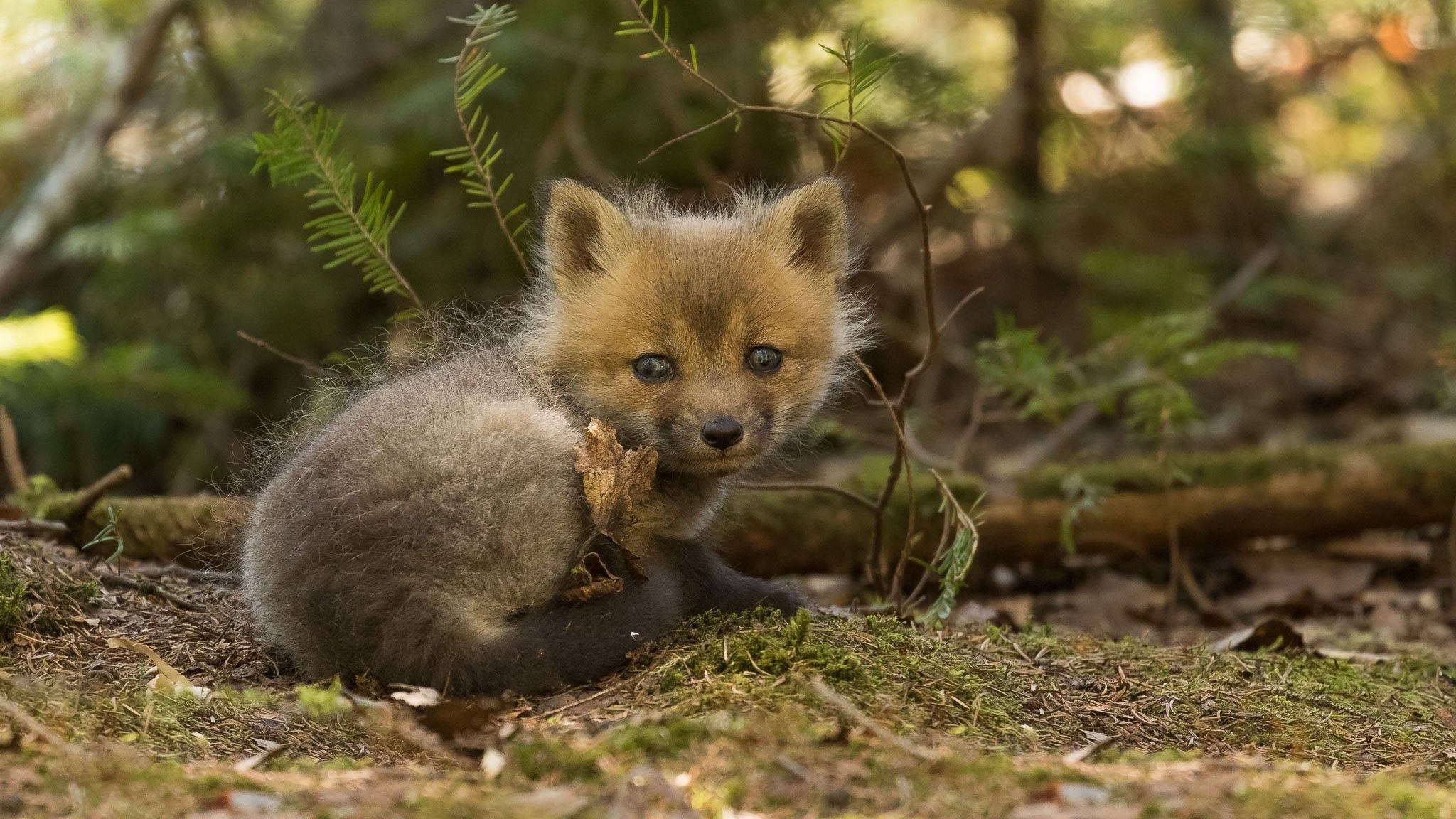 تصویر جالب از نگاه نافذ بچه روباه کوچک در طبیعت 
