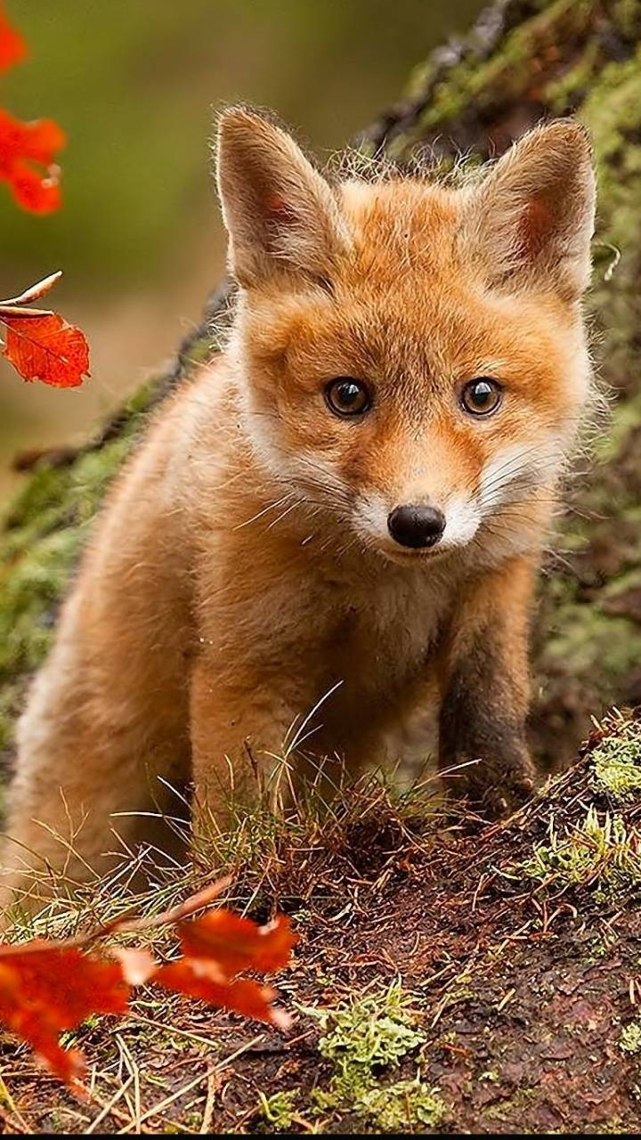زیباترین تصویر بچه روباه به عنوان Background 