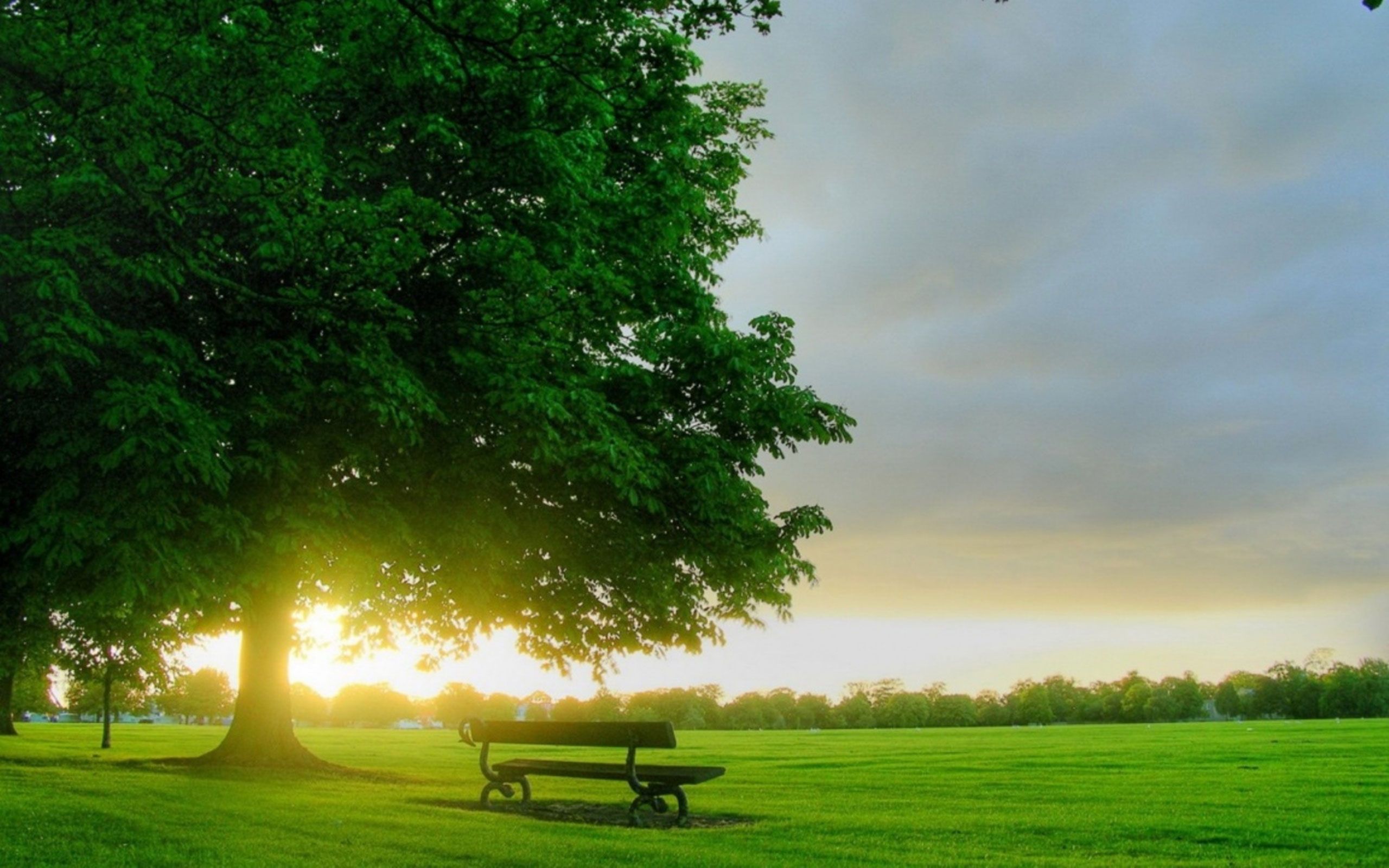 تصویر طبیعت سبز آرامش بخش 1402 در تابش آفتاب