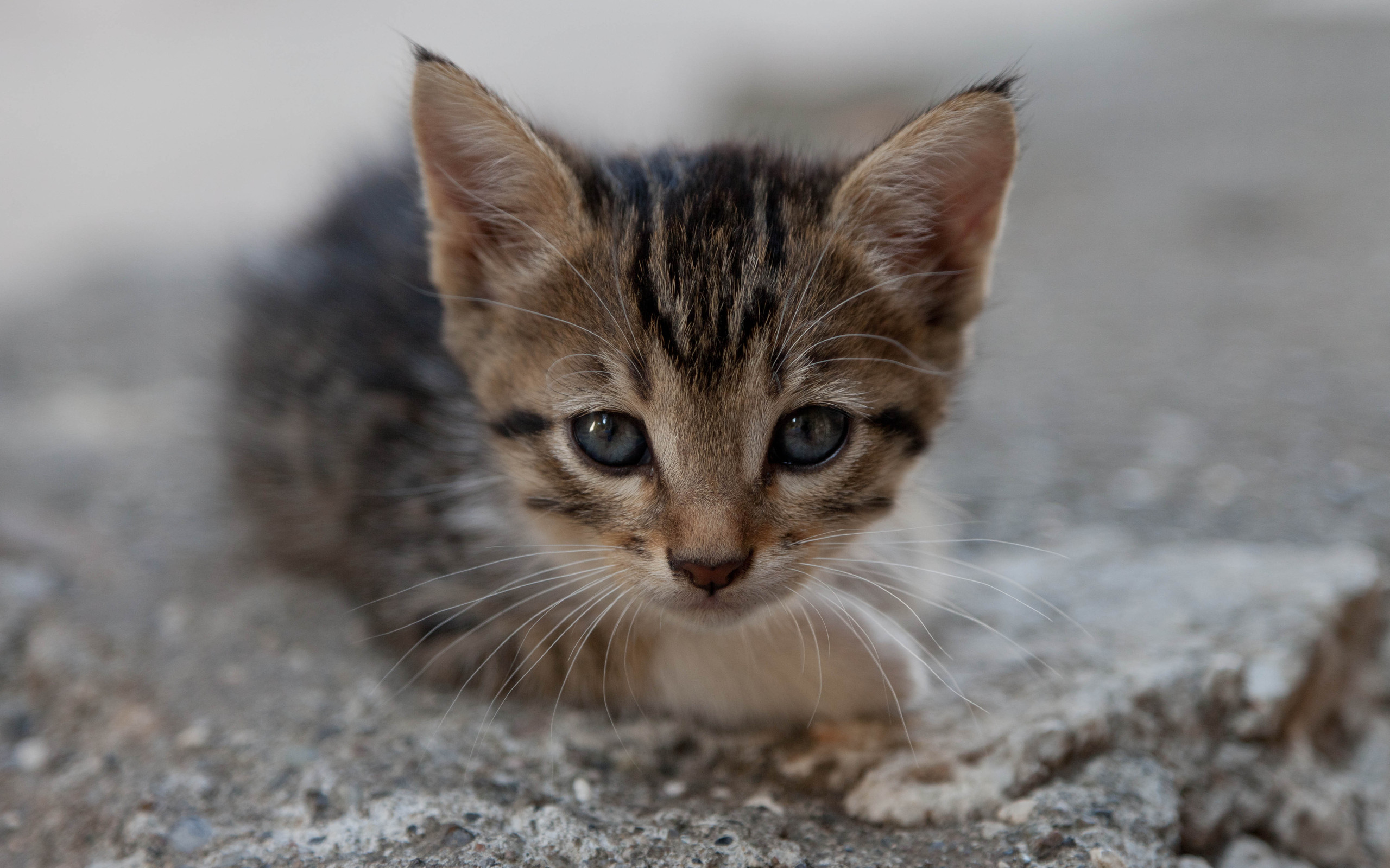 عکس و تصویر زمینه بچه گربه کیوت و بامزه برای والپیپر