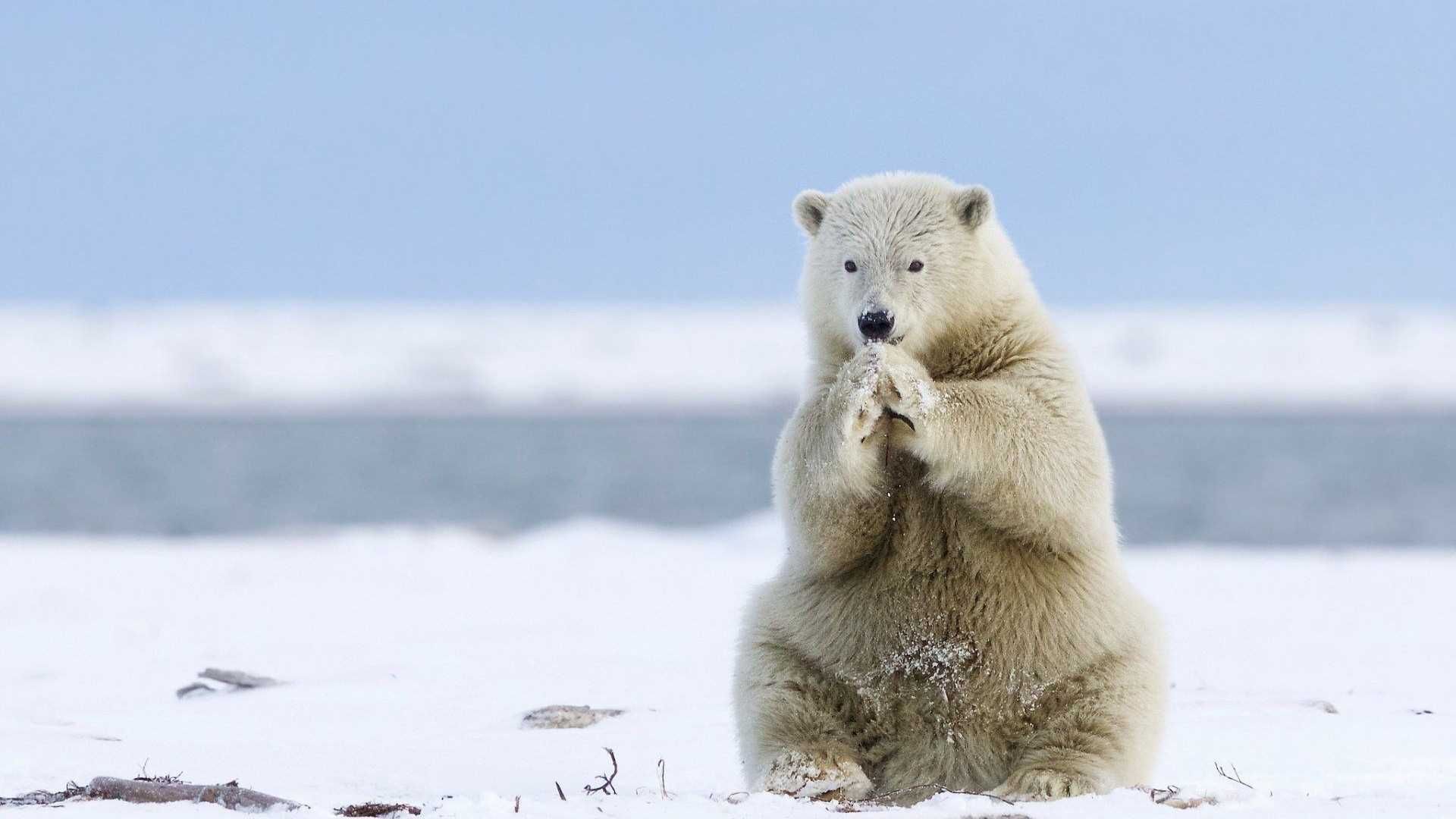 تازه ترین تصویر زمینه از خرس قطبی وحشی برای دسکتاپ 