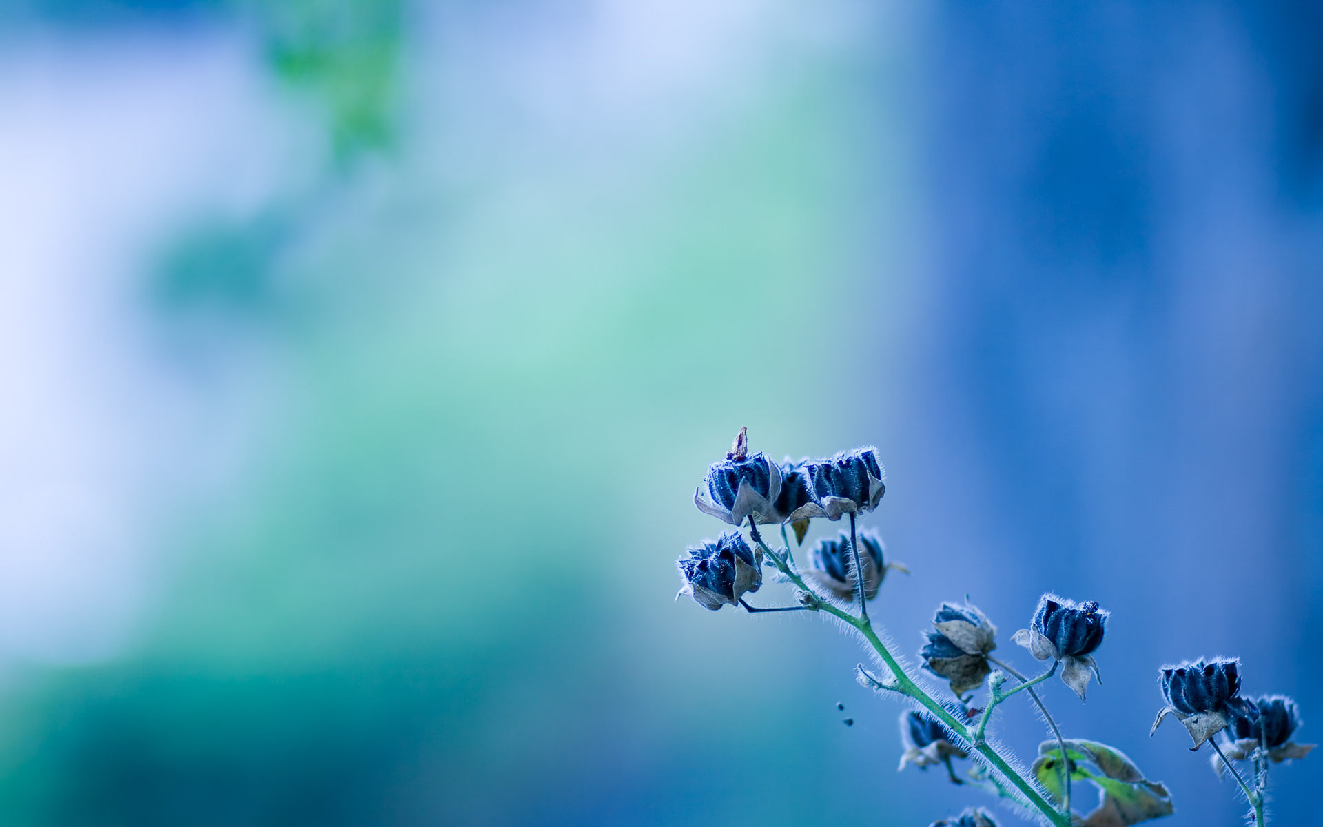 عکس گل غنچه آبی با کیفیت بالا
