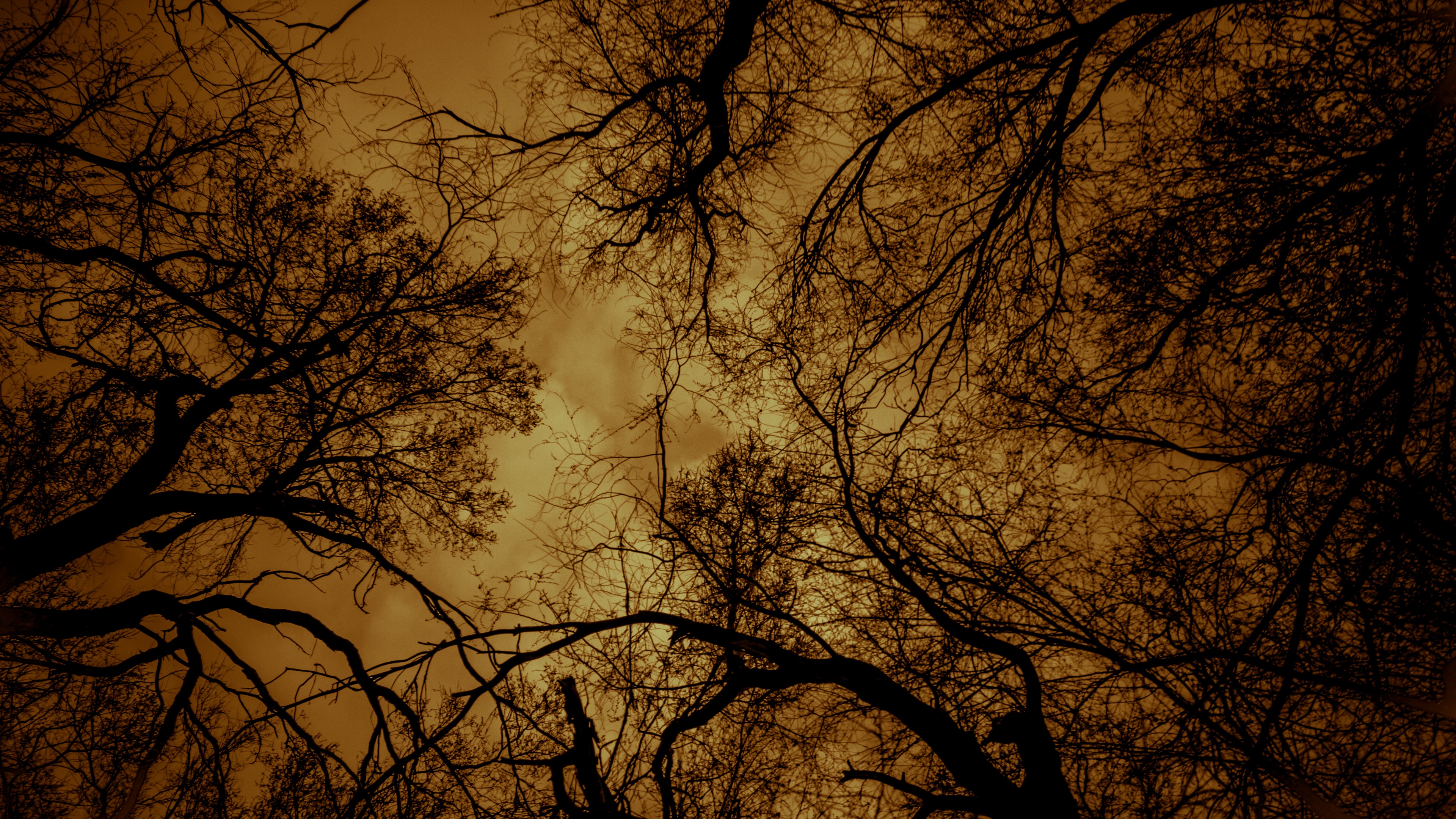 عکس خاص آسمان از میان شاخه های درختان با کیفیت 8k