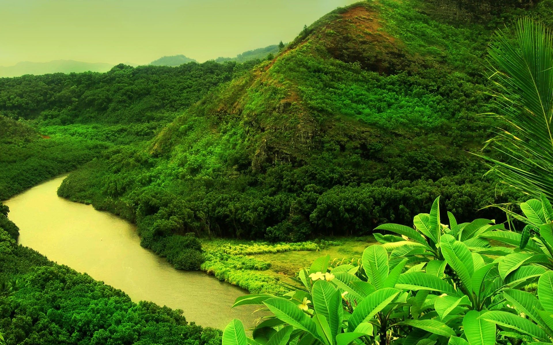 جدید ترین تصویر زمینه رودخانه در جنگل سبز برای اندروید 