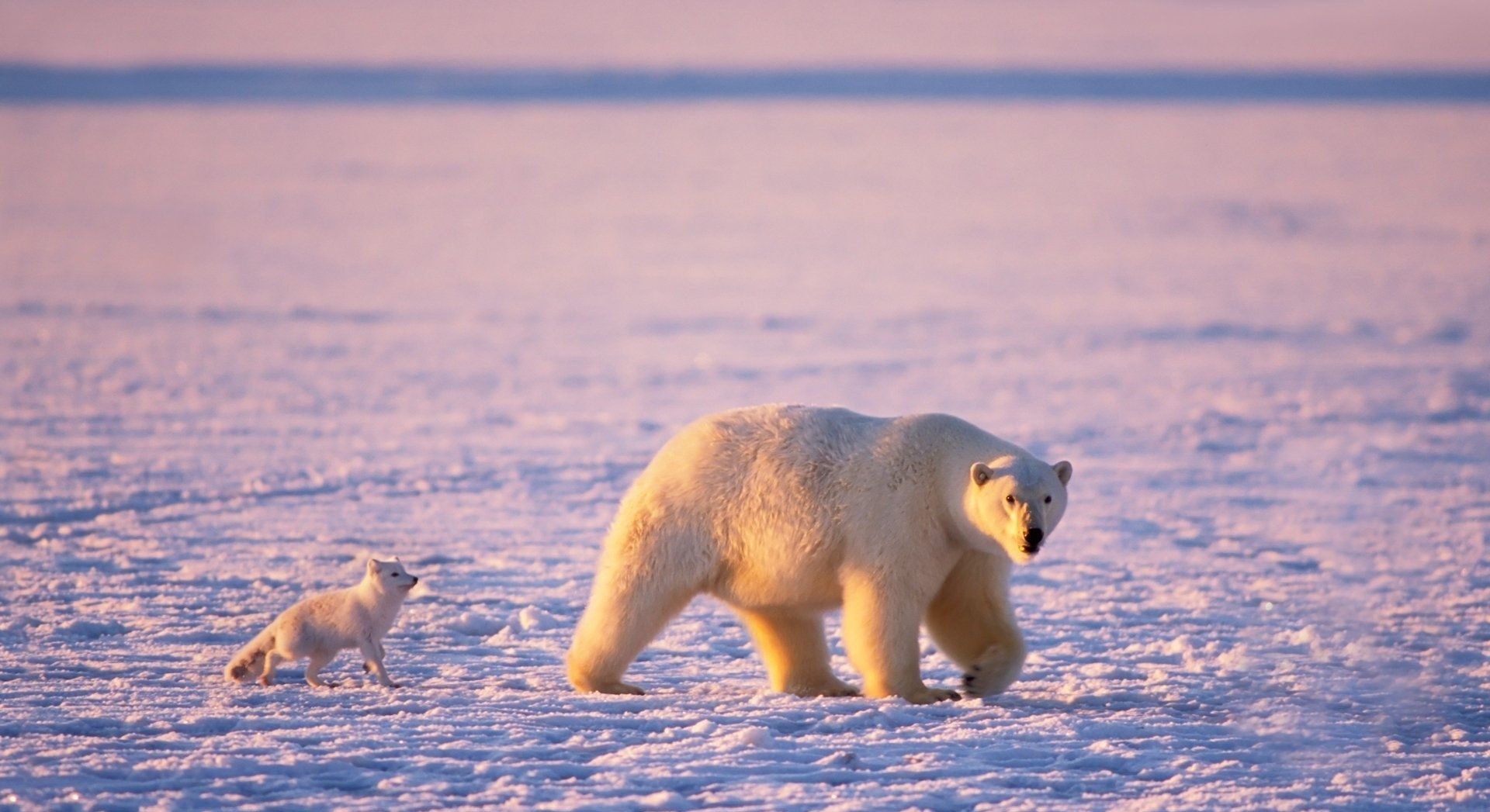 تصویر پردانلود راه رفتن خرس قطبی و روباه قطبی سفید در کنار هم