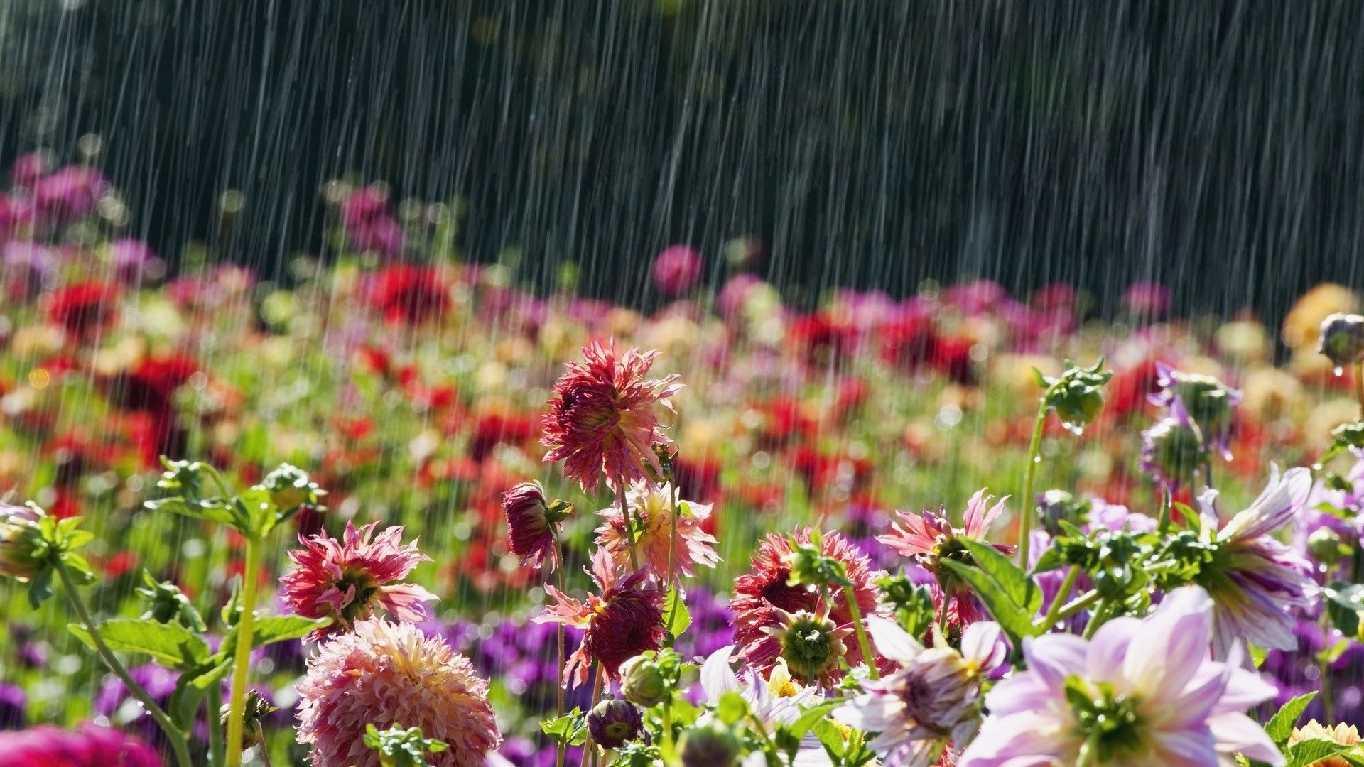 تصویر زمینه عاشقانه دشت گل رنگی در باران فصل بهار