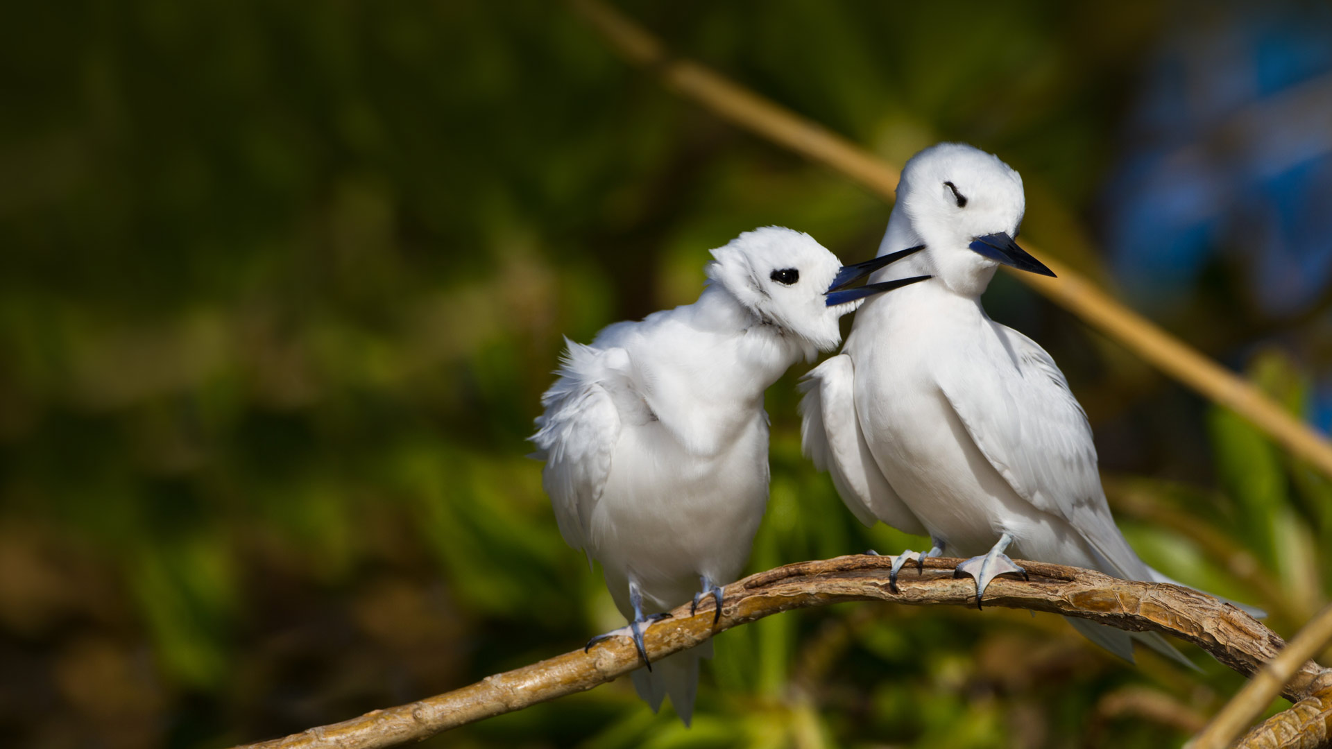 عکس با کیفیت از زوج پرنده سفید بر روی شاخه درخت در حال پر آرایی