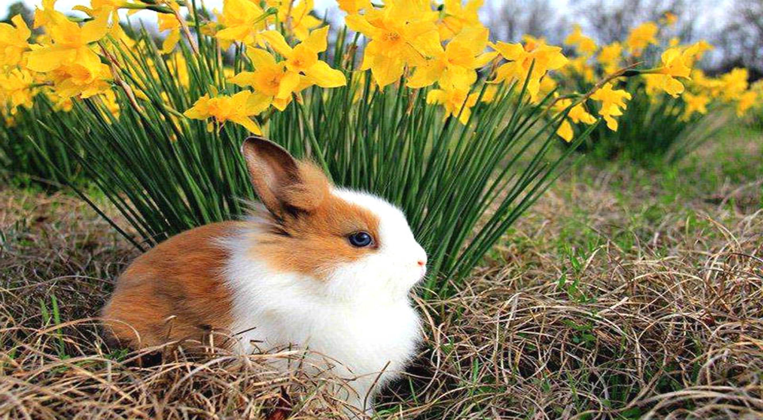 عکس خرگوش خوشگل کنار گل نرگس زرد در فصل بهار