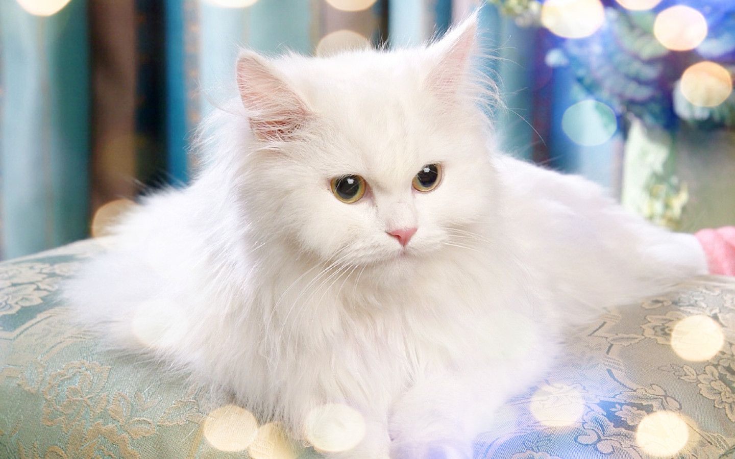 عکس استوک گربه ایرانی زیبا به رنگ سفید ناز برفی