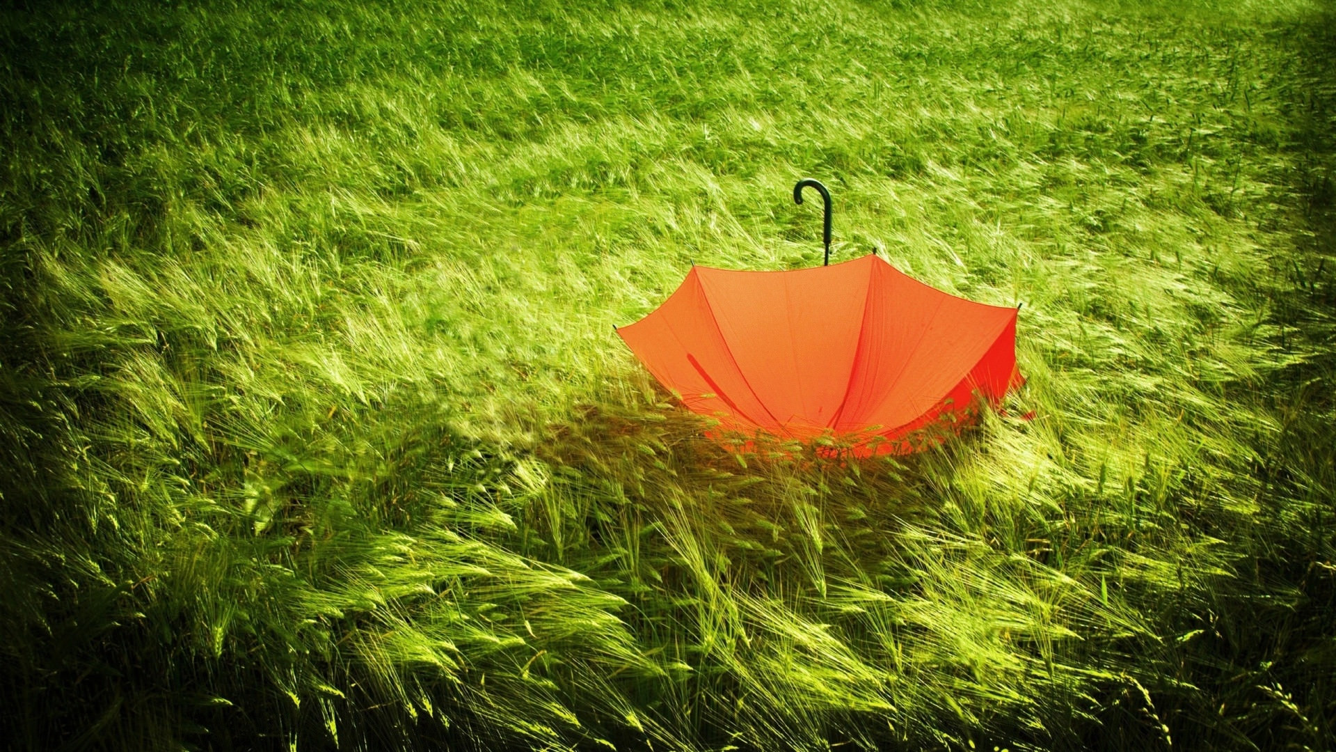 تصویر شاهکار چتر نارنجی در چمن های سبز فصل بهار