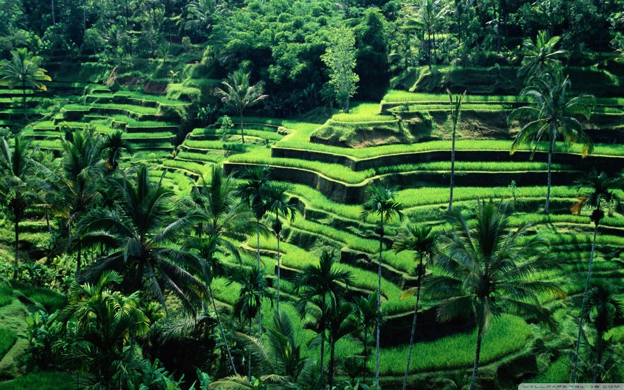 تصویر full hd از شالیزار های پلکانی برنج در جزیره بالی