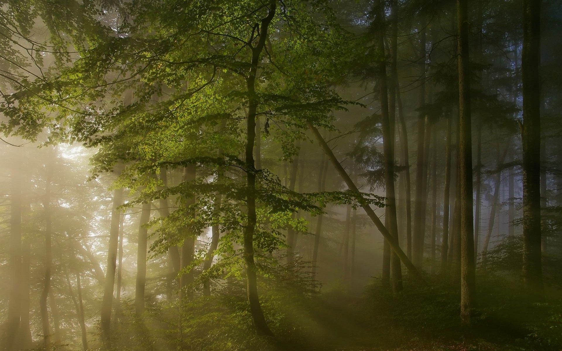 عکس استوک جنگل در فصل بهار با کیفیت بالا