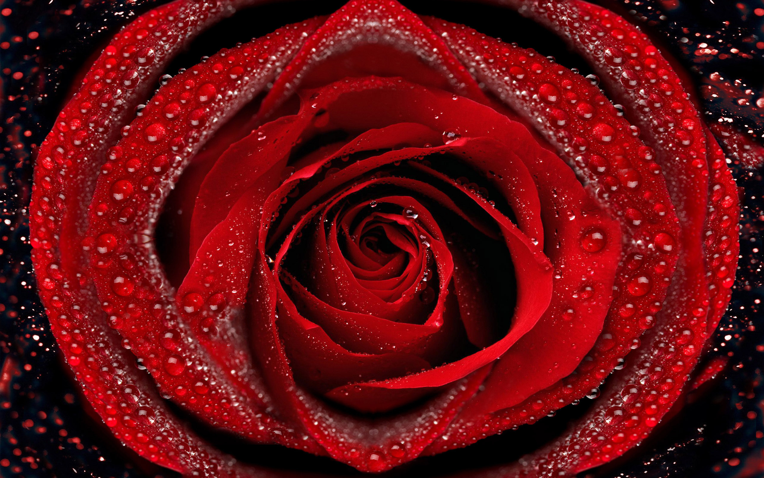 تصویر زمینه گل رز قرمز و سرخ برای ویندوز و کامپیوتر و دسکتاپ