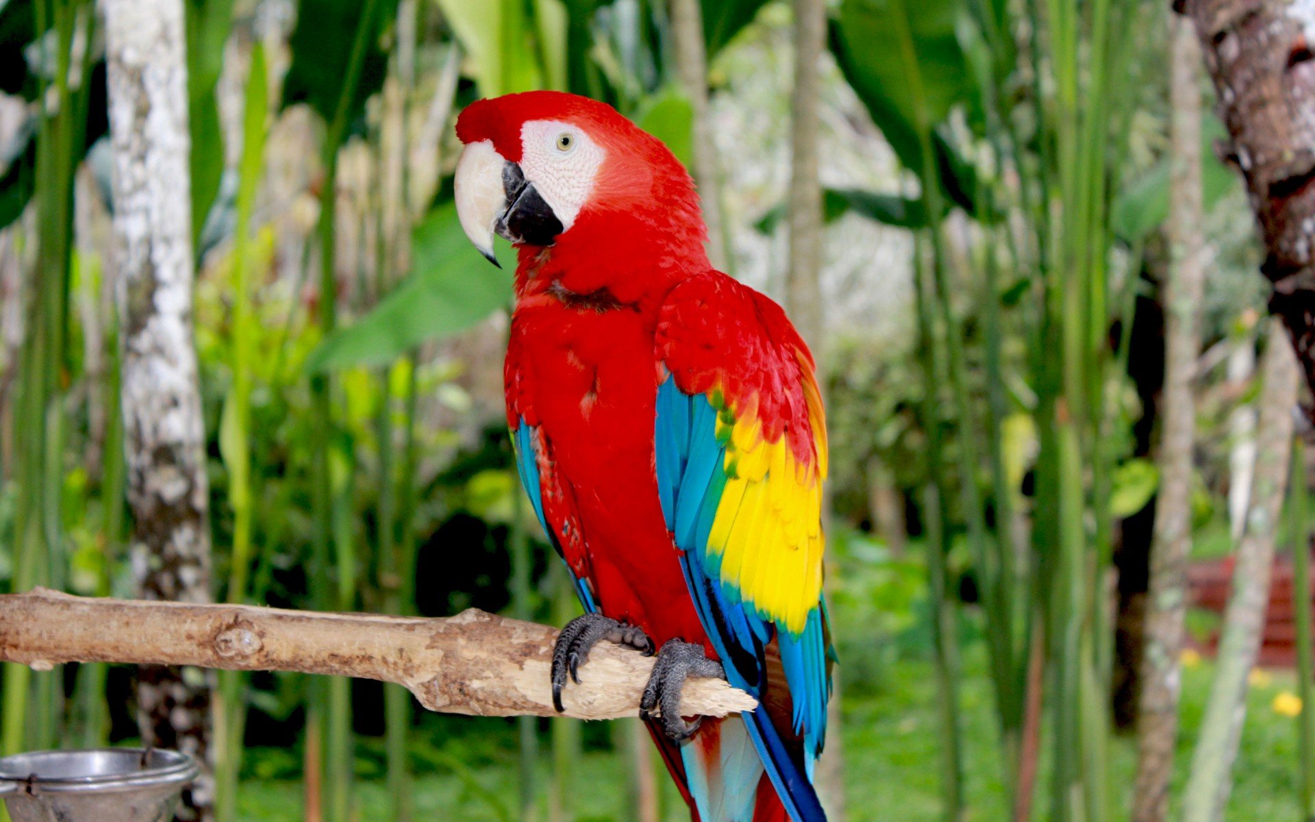 عکس زمینه HD از طوطی ماکائو قرمز رنگ با بال زرد و آبی چشم نواز