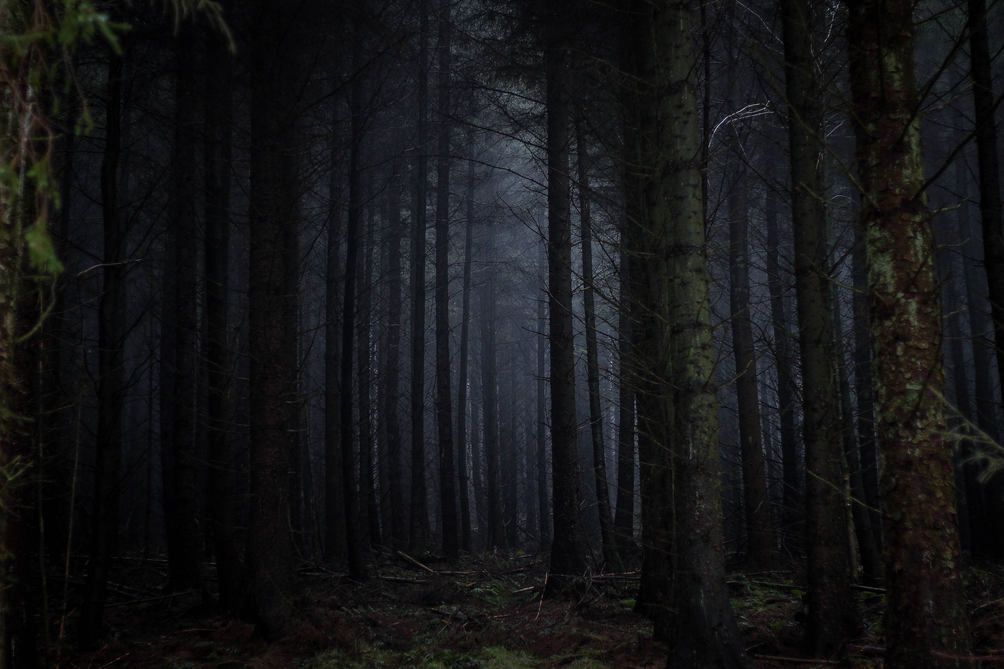 دانلود تصویر زمینه جنگل ترسناک در شب با آب و هوای شرجی 