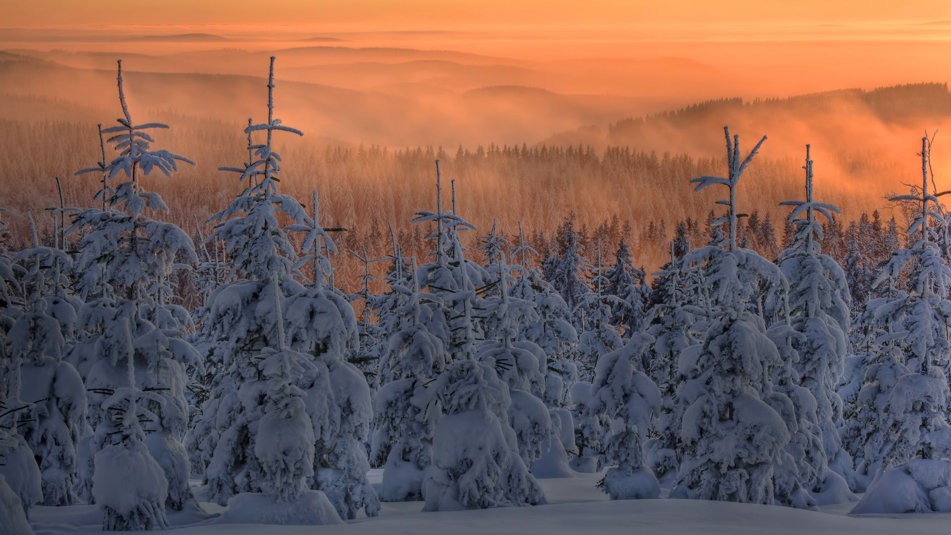 پردانلودترین عکس HD از درختان پوشیده از برف اسکاندیناوی