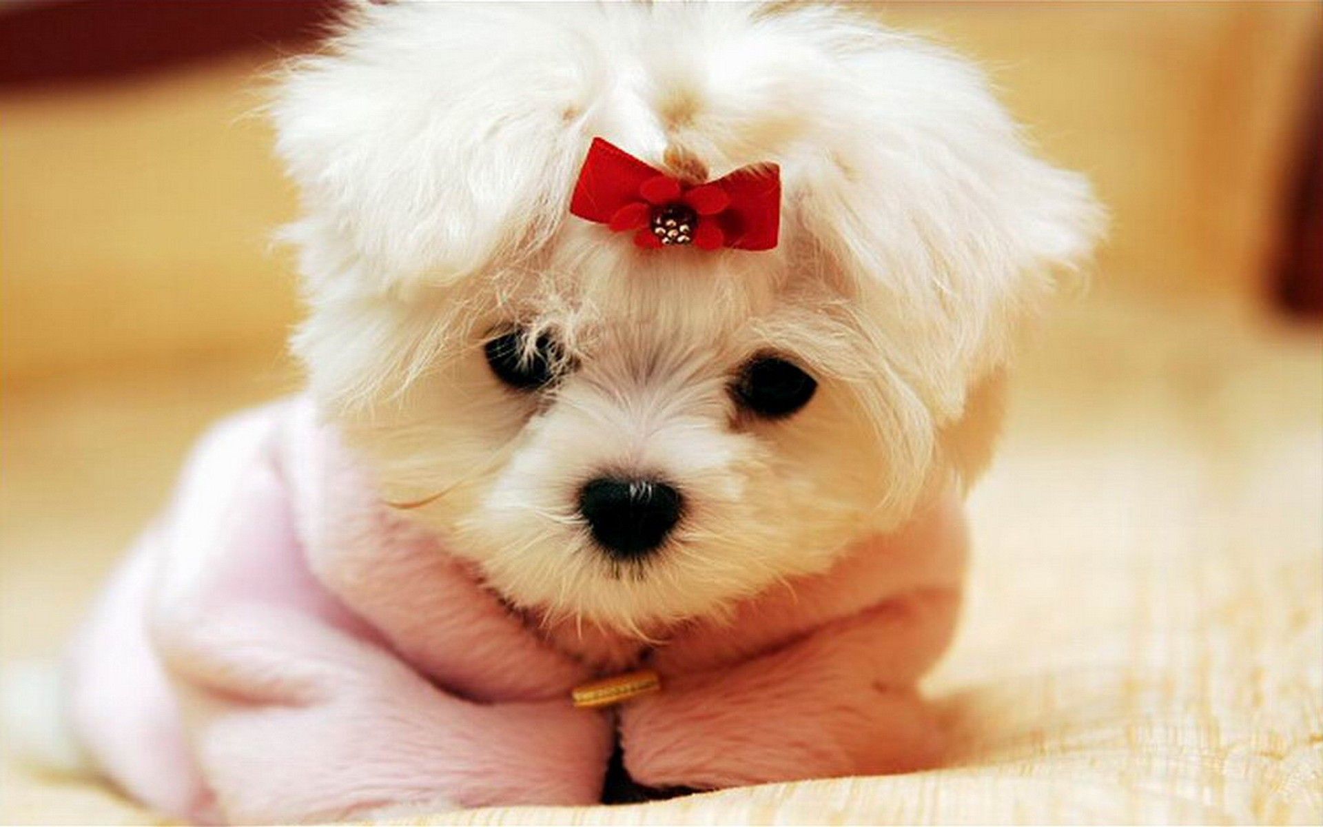 عکس 8k سگ کیوت کوچولو با پاپیون و لباس برای تابلو