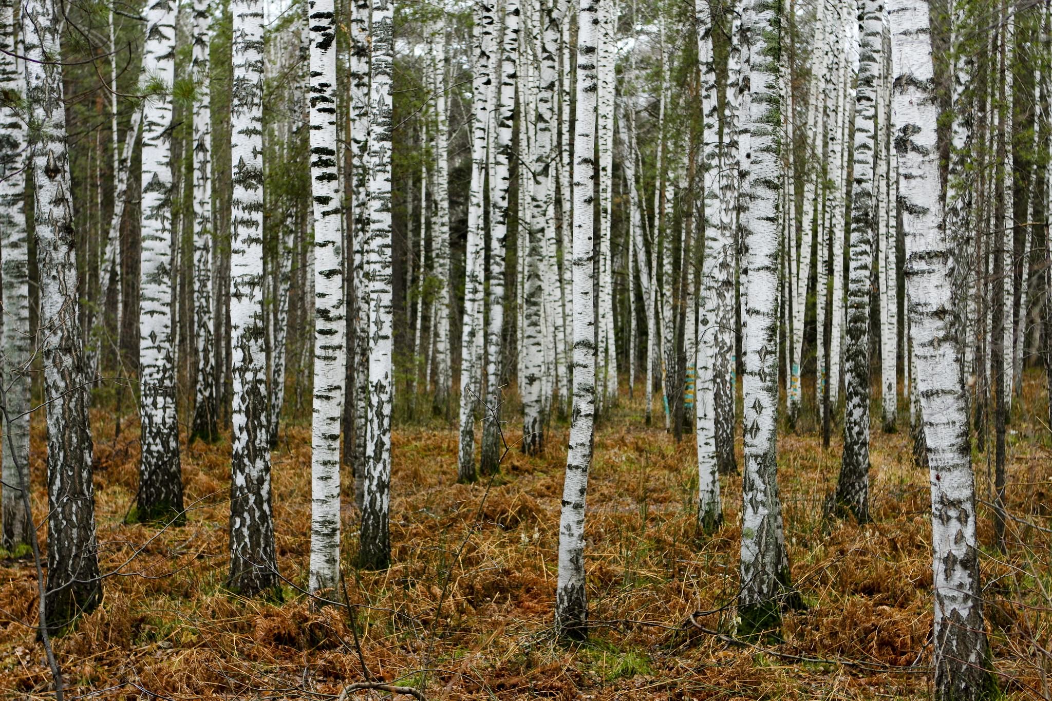دانلود Wallpaper خوشگل جنگل با درختان بلند و نازک