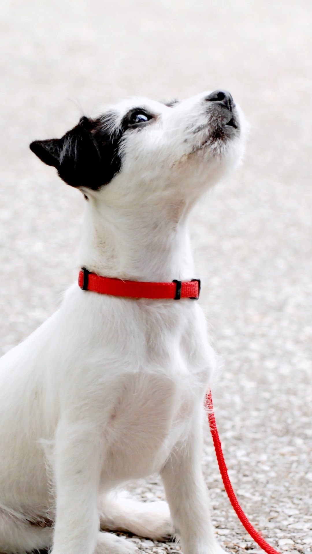 نمای هنری باکیفیت از سگ سیاه سفید با طناب قرمزرنگ