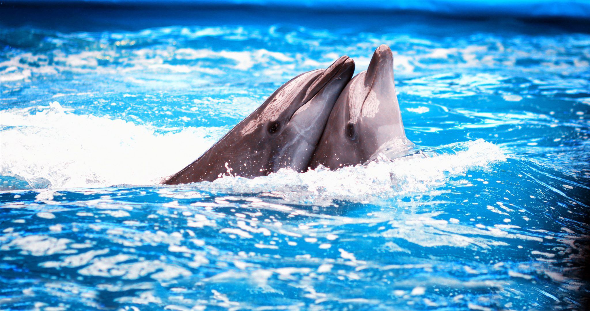 عکس با کیفیت دلفین ها و آب مناسب برای طراحی و چاپ