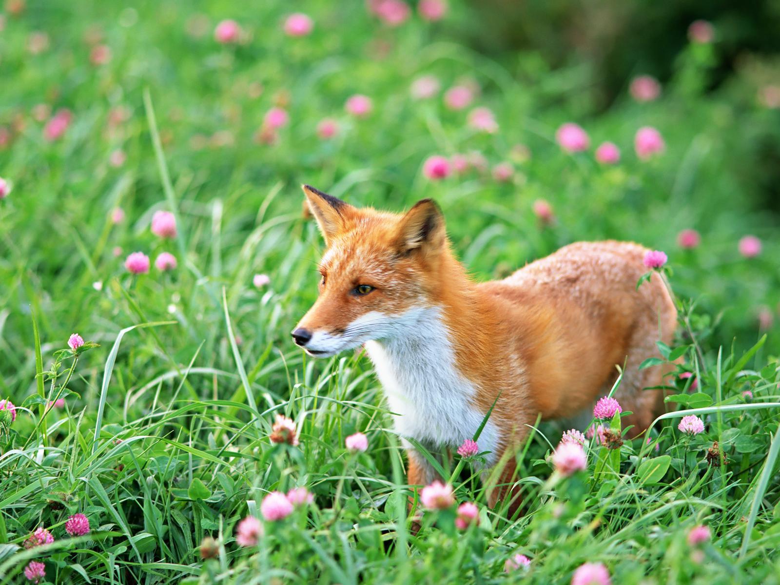 تصویر دیدنی بچه روباه خوشگل در دشت گل