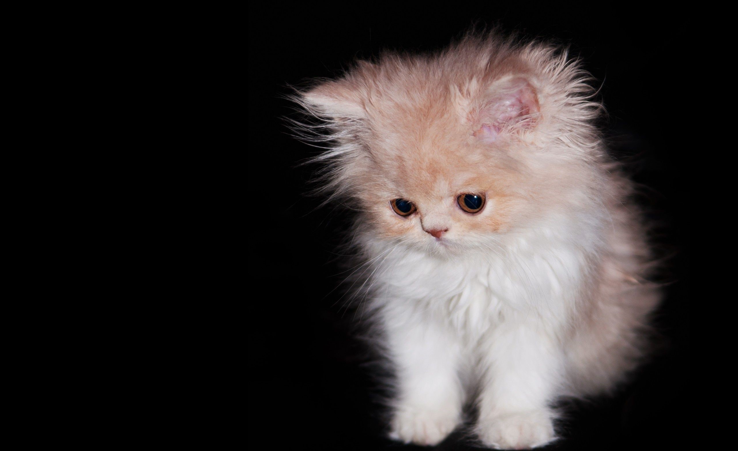 پروفایل کیوت گربه پرشین ناز کوچولو برای واتساپ 