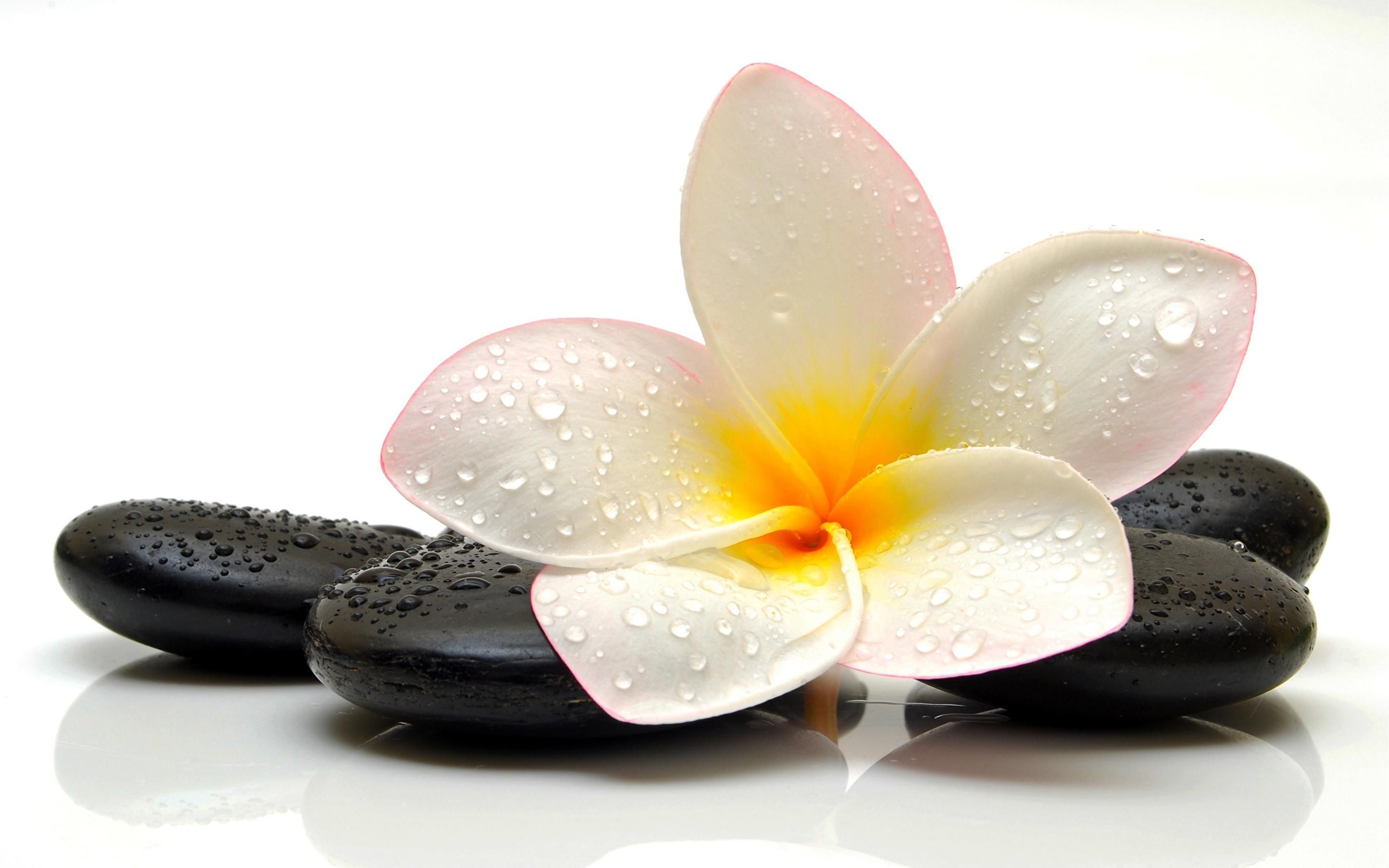 دانلود رایگان Background زیبا گل پلومریا برای لپتاپ
