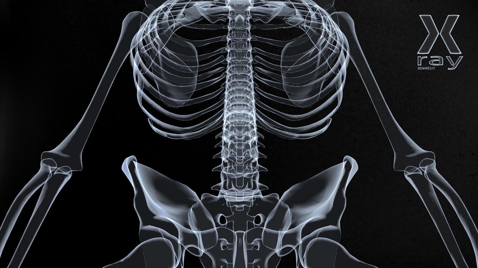 Radiography با وضوح عالی مختص تدریس آناتومی انسان 