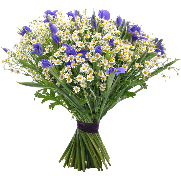 بهترین png دسته گل بهاری بابونه و بنفشه برای ادیت بهترین png دسته گل بهاری بابونه و بنفشه برای ادیت