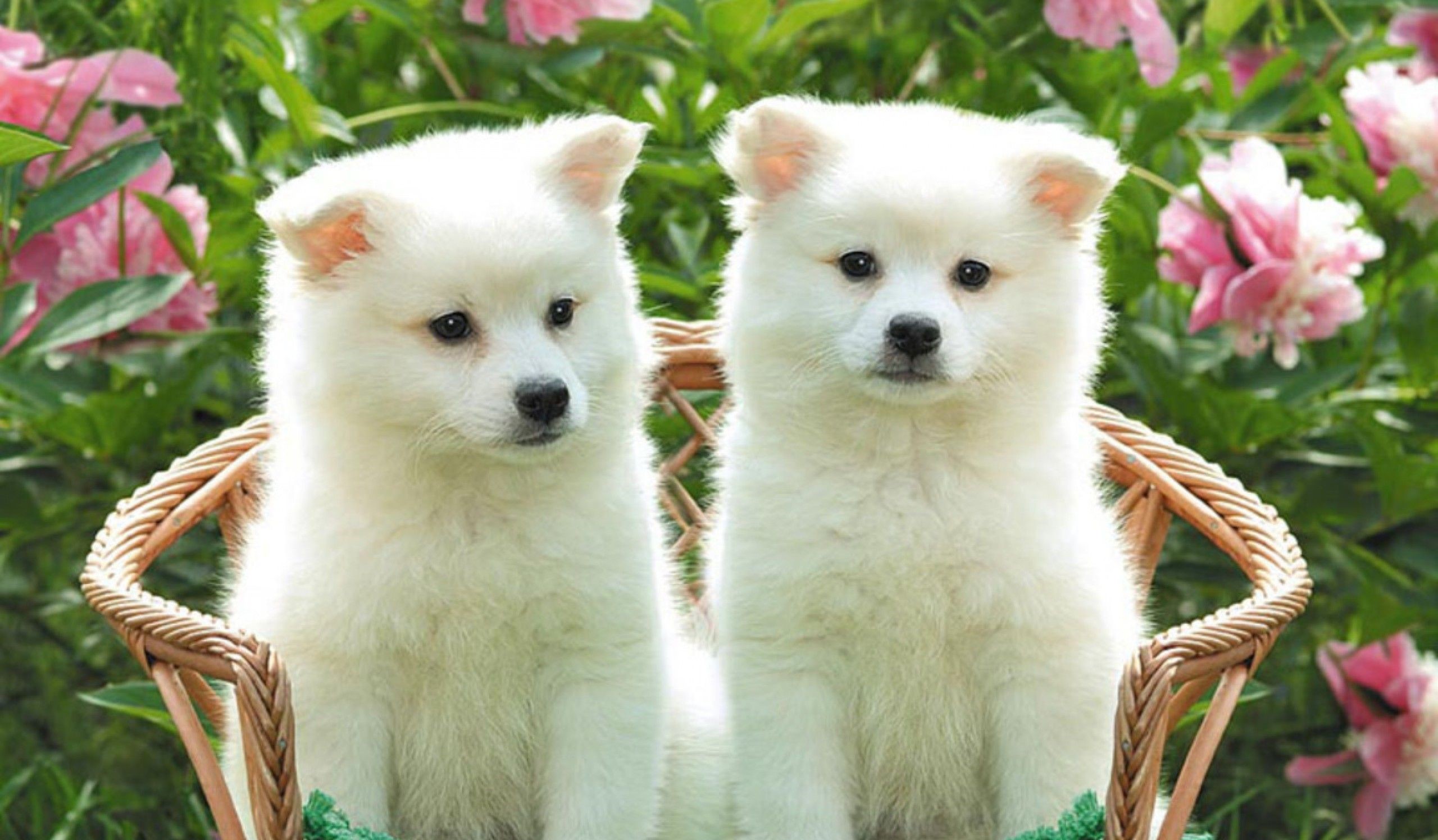 تصویر سگ دوقلو خوشگل سفید در دشت گل دیدنی 
