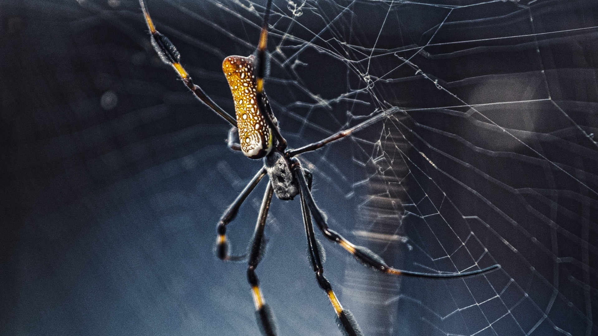 عکس خطرناک ترین عنکبوت جهان