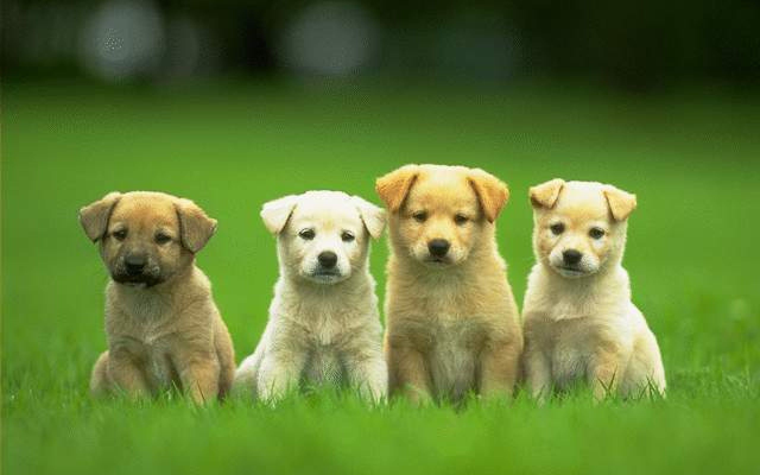 تصویر زمینه چهار سگ زیبا با نژاد محبوب برای کامپیوتر 1402