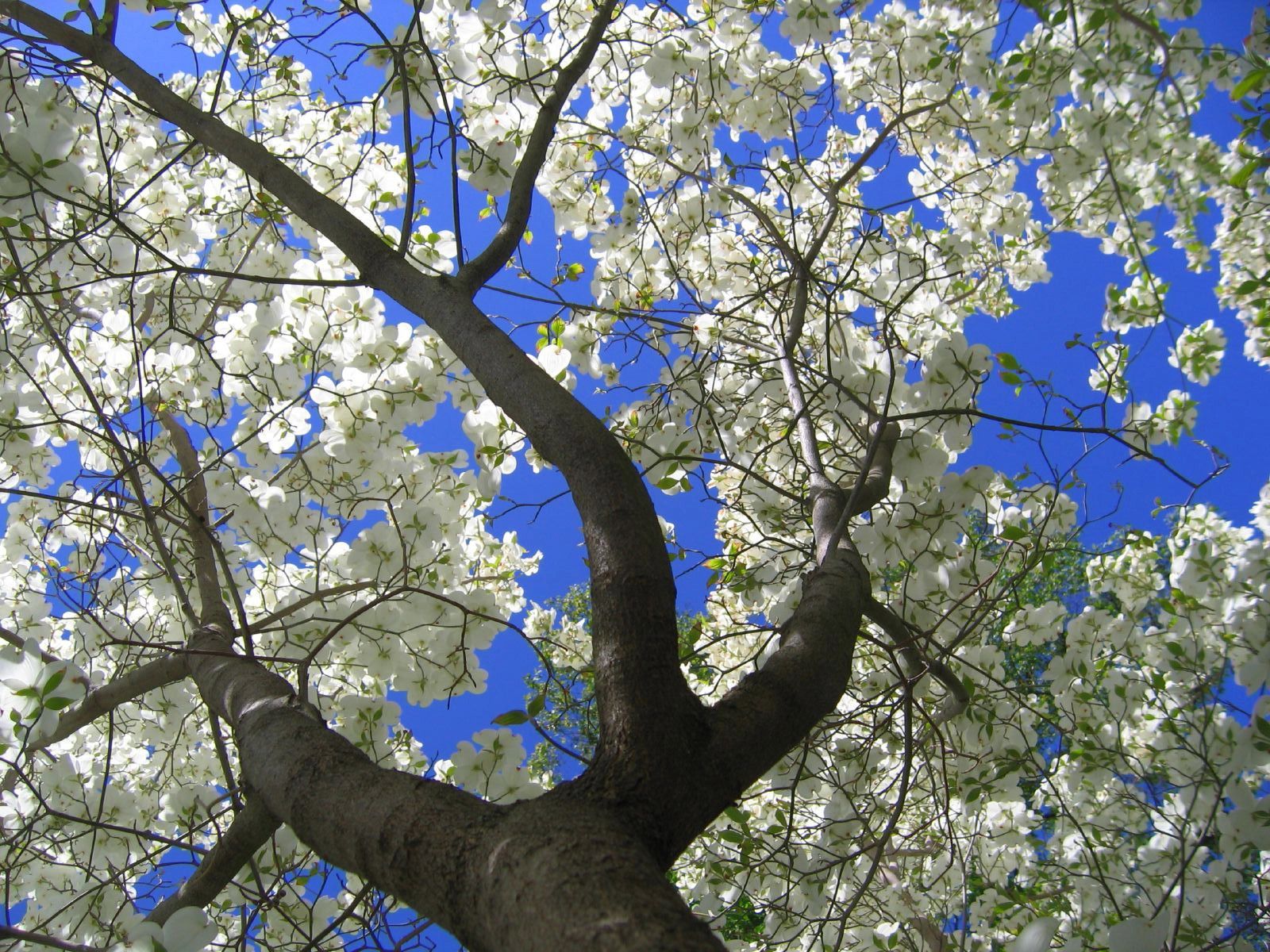 عکس Full HD درخت زیبا با شکوفه های سفید بهاری