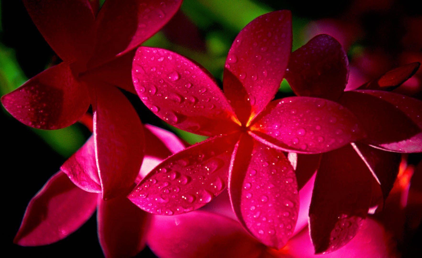 صفحه زمینه گل خوشگل یاسمن قرمز مناسب لپتاپ خانه
