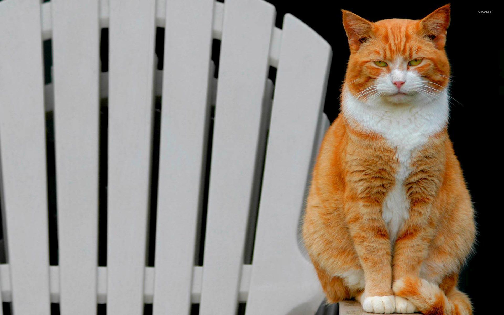 تصویر پس زمینه جالب گربه نارنجی نشسته برای ویندوز 11