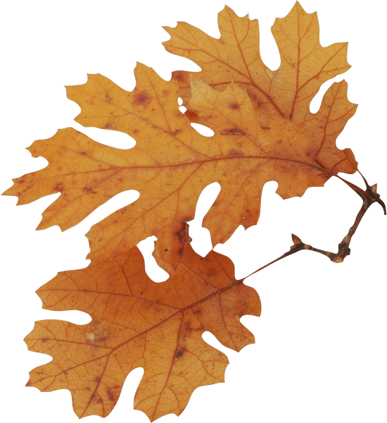 برگ زرد پاییزی درخت بلوط به شکل دوربری رایگان