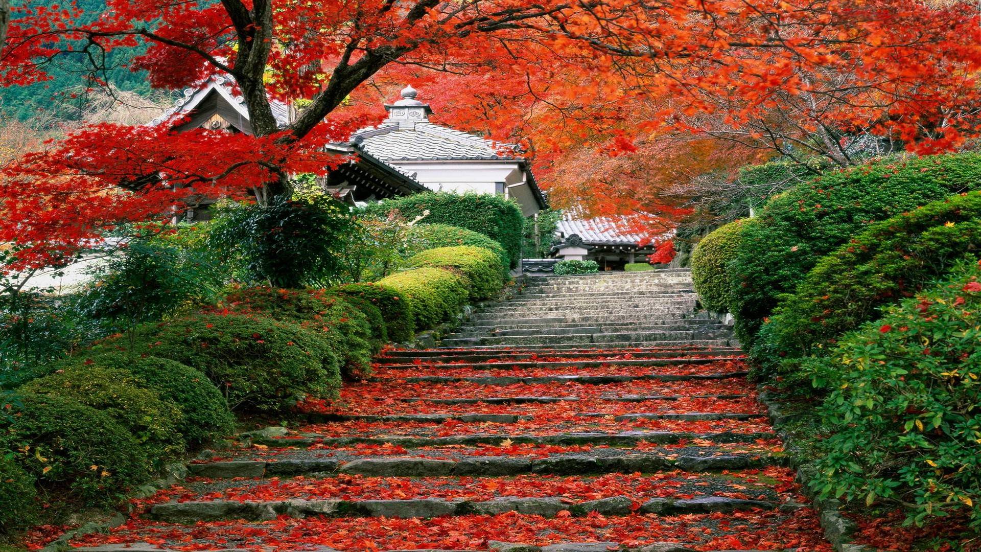 دانلود عکس با کیفیت از طبیعت پاییزی کشور ژاپن