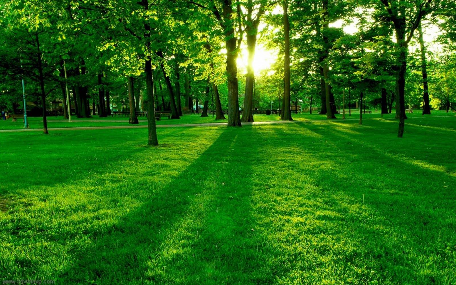 تابش دلفریب آفتاب در طبیعت سبز و شگفت انگیز Background