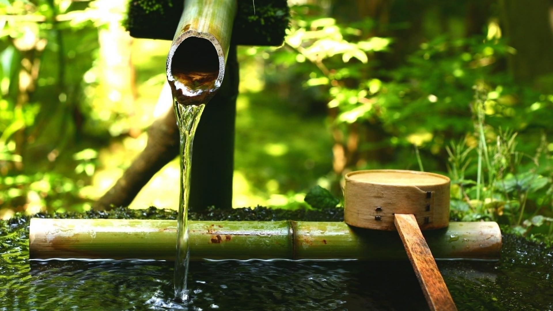 عکس چشمه آب با درخت بامبو در طبیعت ژاپن