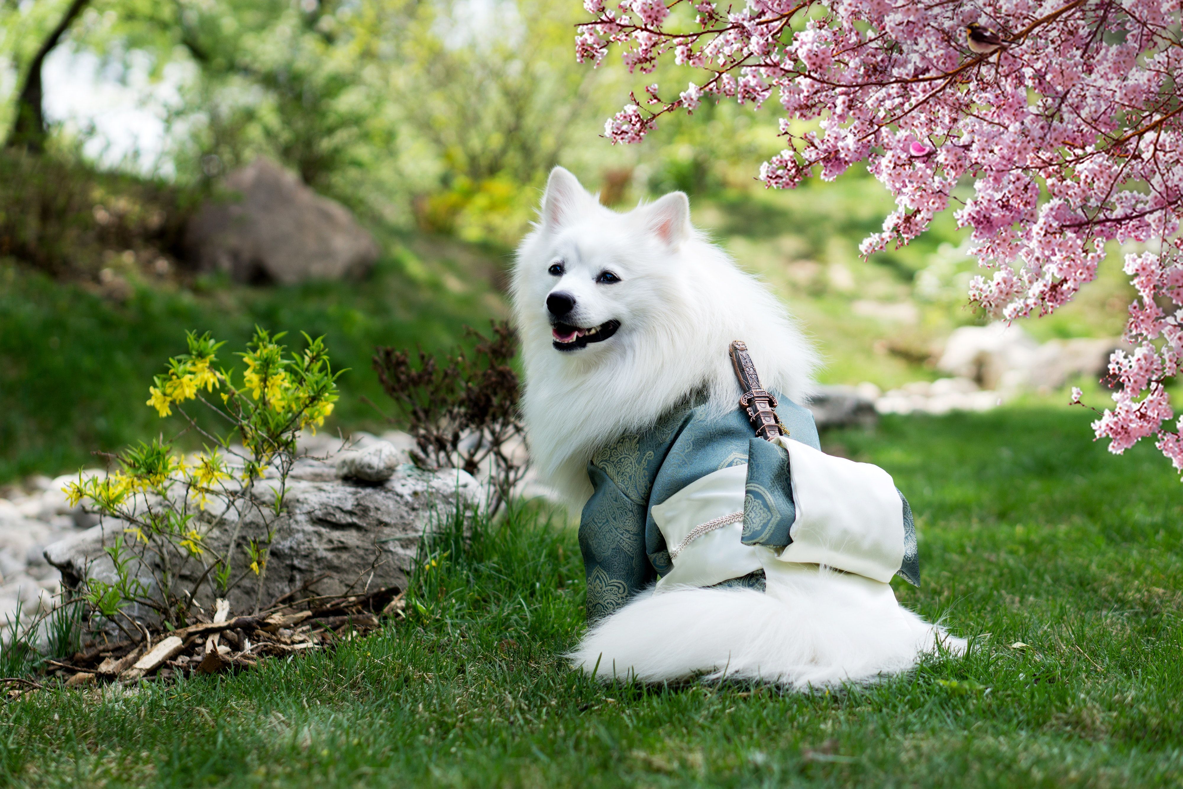 عکس بانمک سگ سفید با تم سامورایی در فصل بهار