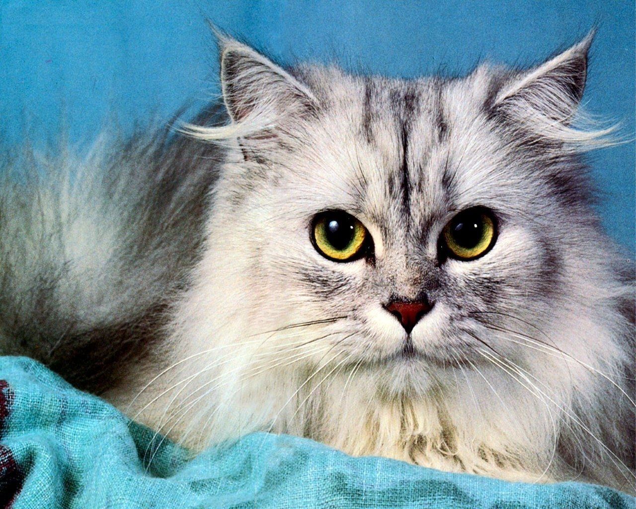 عکس گربه پرشین با چشمان زرد نافذ در کیفیت عالی