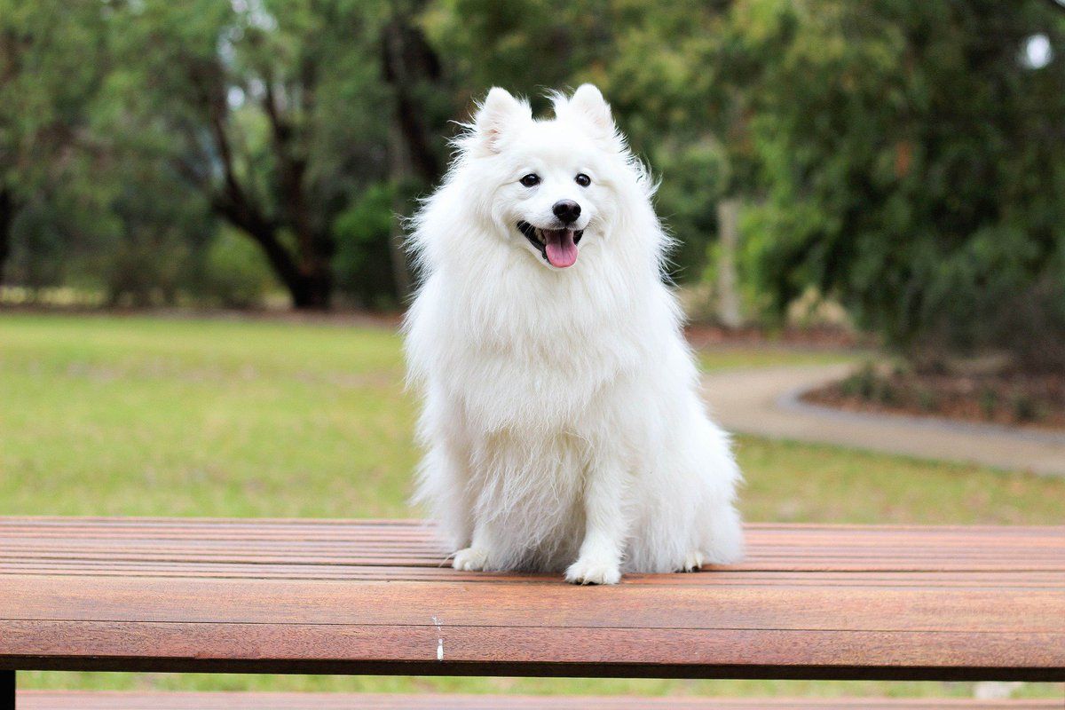 سگ سفید بانمک با زبان بیرون آمده در طبیعت زیبا