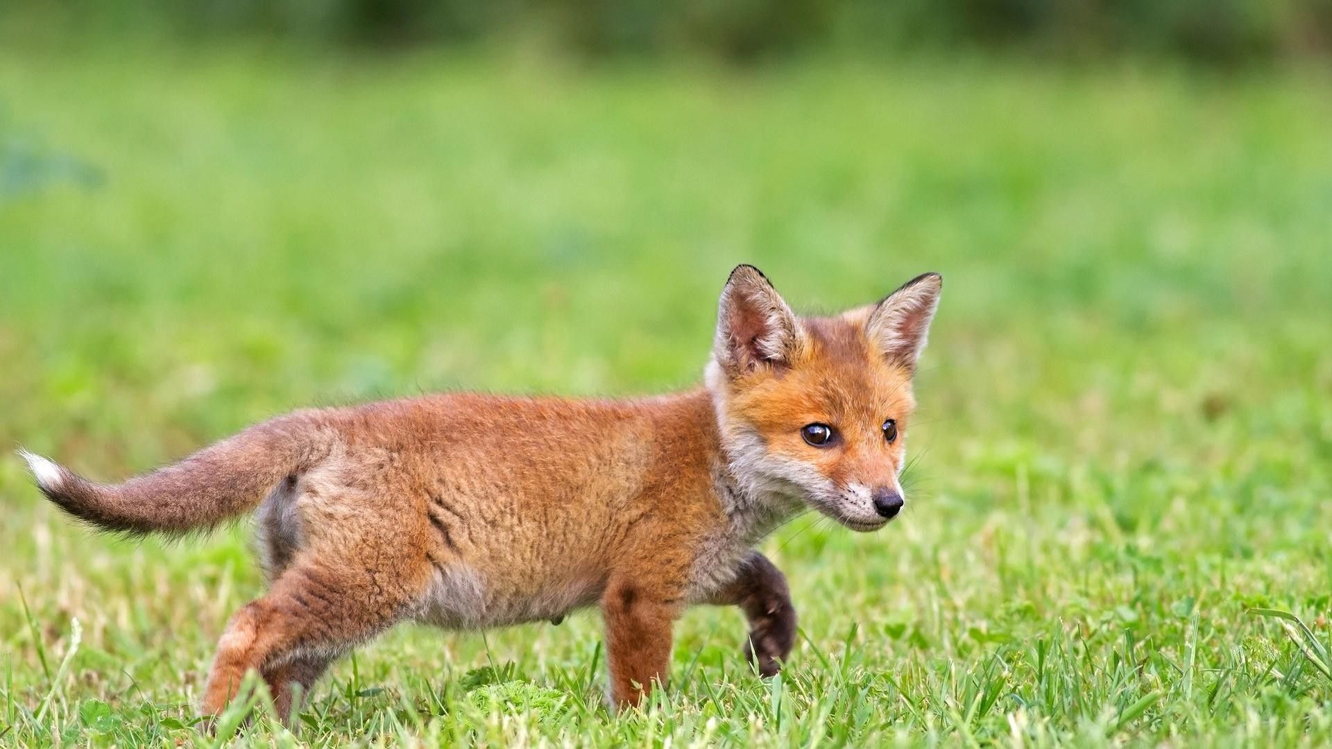 بچه روباه زرنگ و کوچک در حال دویدن در چمنزار 2023