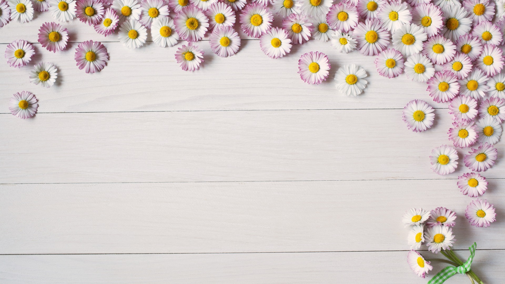 دانلود تصویر گلهای بابونه سفید بسیار زیبا و جذاب در کنار هم