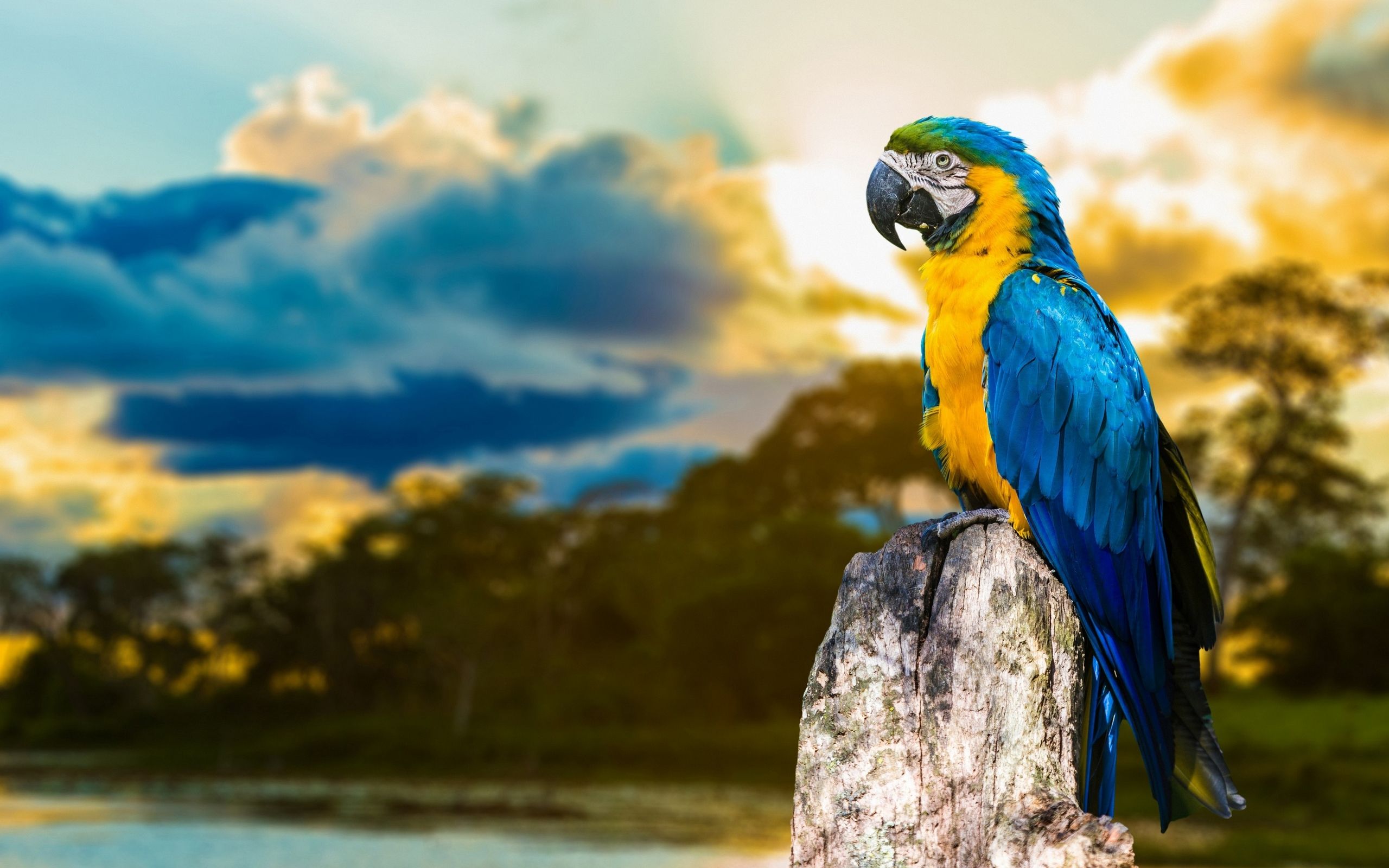 تصویر طوطی ماکائو آبی طلایی معروف مختص زمینه ویندوز 10 و 11